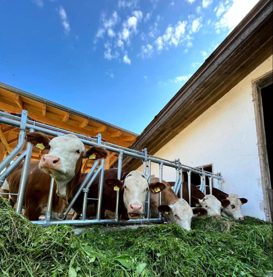 Landgasthof Blasini - Pfahlhof Zandt Exterior foto